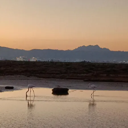 Vgm Olbia